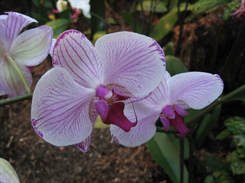 pasikava orchidea