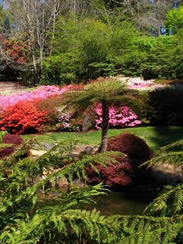 Rhododendron garden
