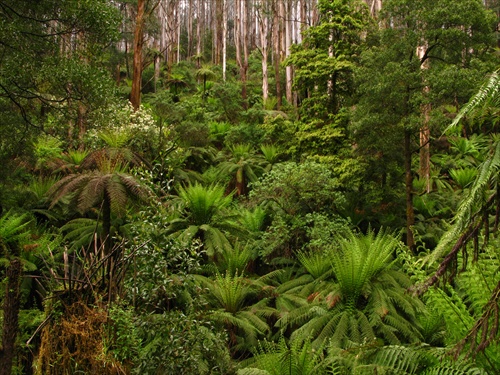 Papradinova Jungle