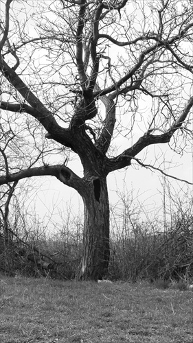 Strom, ktorý celý život bol stromom zakázaného ovocia...