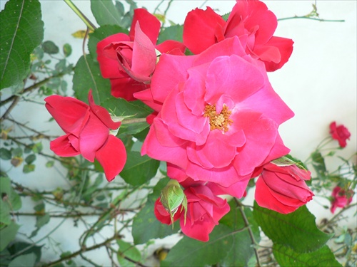 Ruža kvet