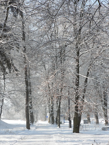 Zima v parku