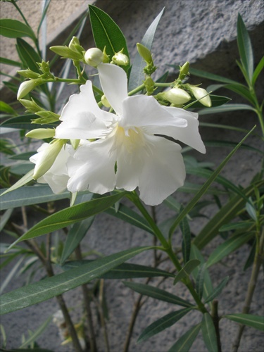 Oleander