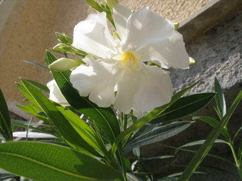 Oleander