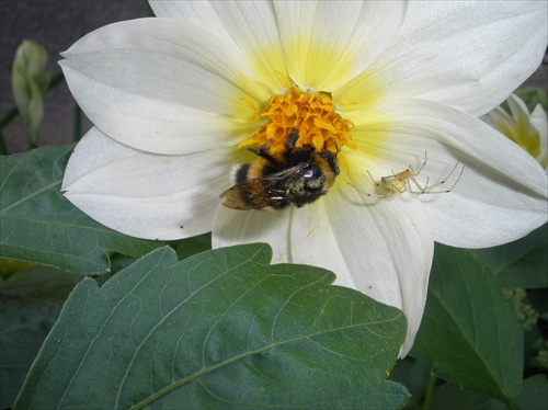 Kvety a včela