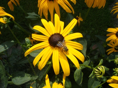 Kvet a včela