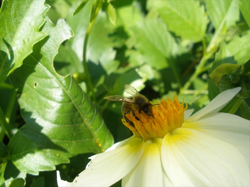 Kvet a včela