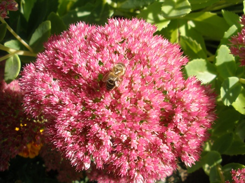 Kvet a Včela