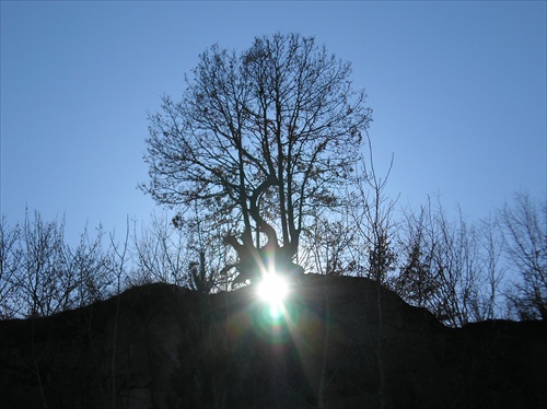 slnko a strom