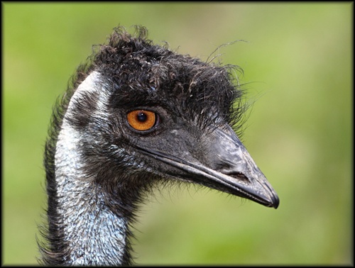 EmU