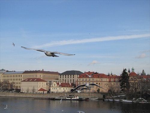 Čajky nad Vltavou