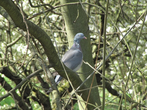 Columba palumbus