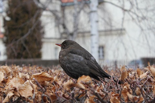 Odpočinok