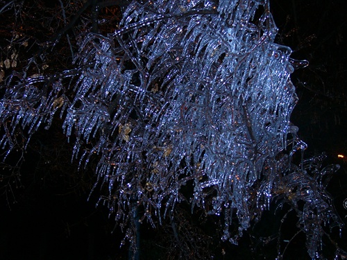 Ľadom ošľahaný strom