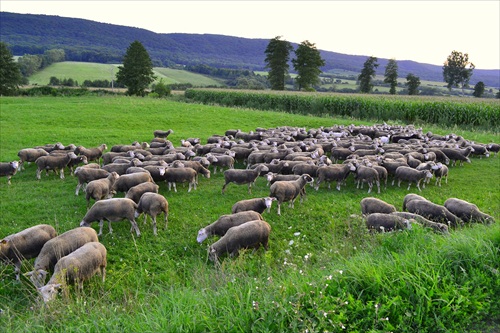 Večerná pastva.