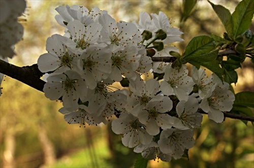 Kvet čerešne 2