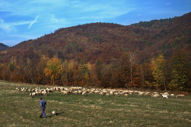 Pastier s ovcami.