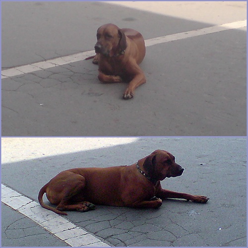 čakanie na "Pána"...