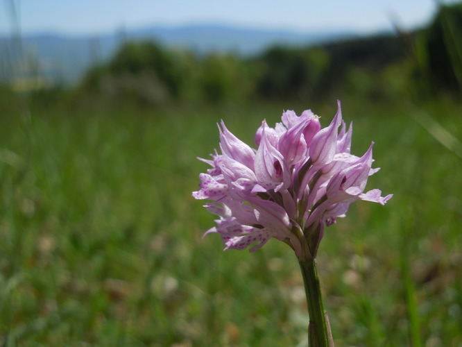 Orchidea II