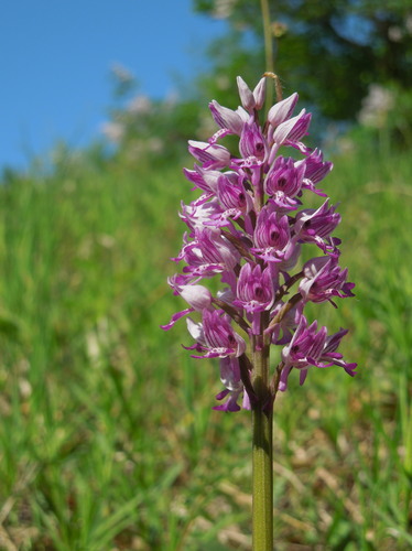 Orchidea IV