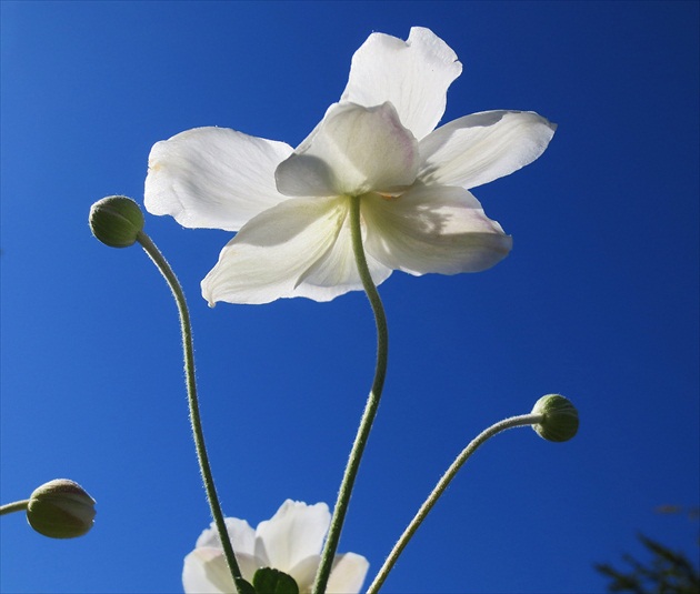Biely kvet