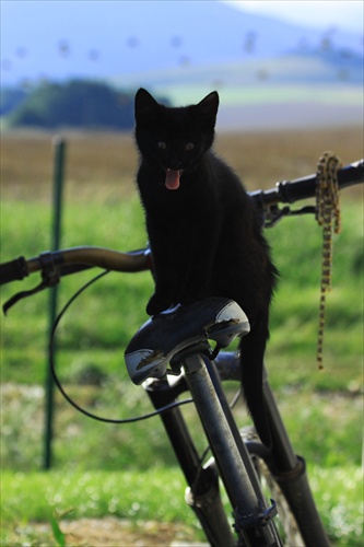 cica mica na bicykli:)