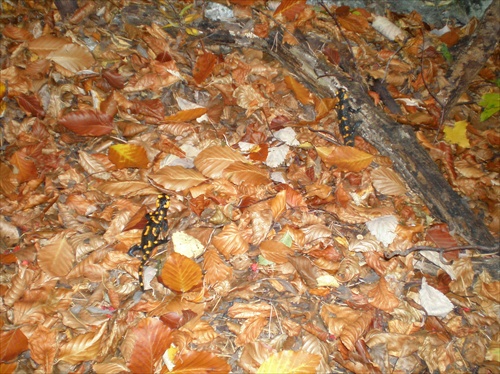 Salamandry na prechádzke