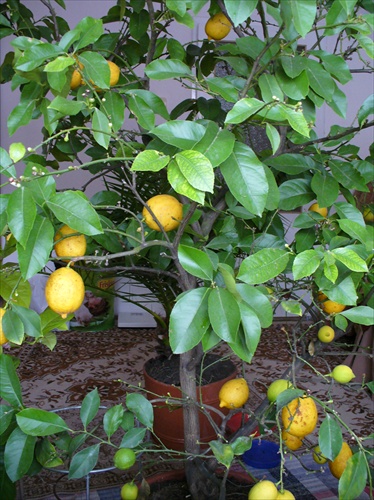 citronovník 2