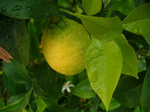 citrónovník po daždi