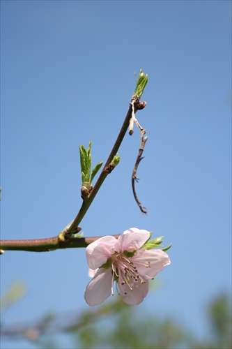 Kvitnúca broskýňa