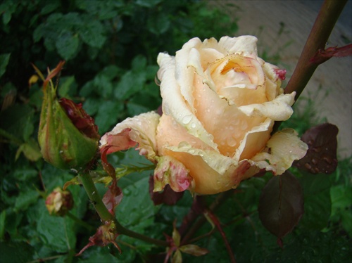 ruža v daždi