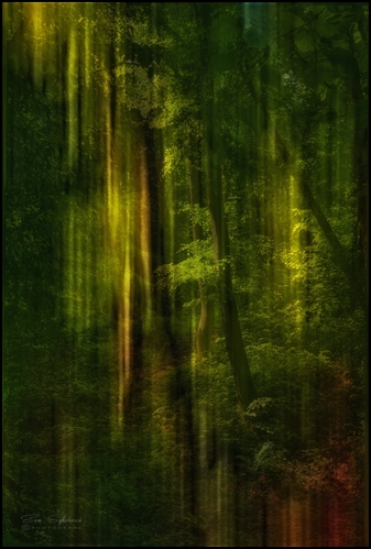 Svetlo a tieň v lese II.