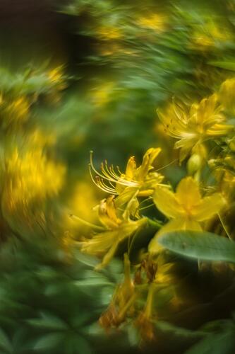 Rododendron.