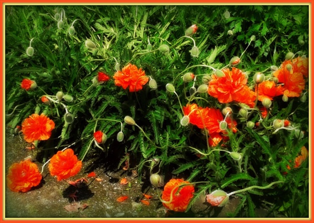 Poppies - Vlčie maky