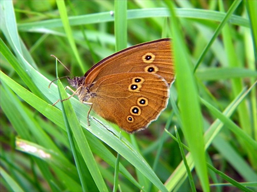 motýľ v tráve