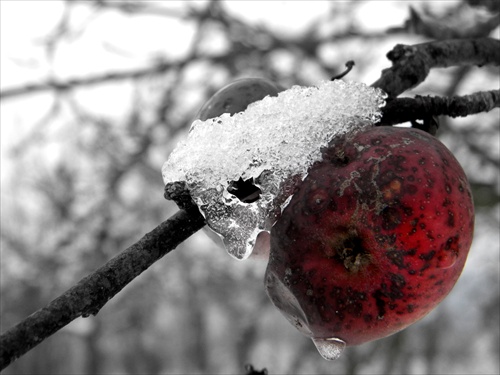 zamrznuté jablko