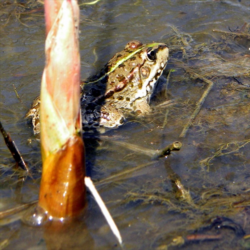 Maďarský žab