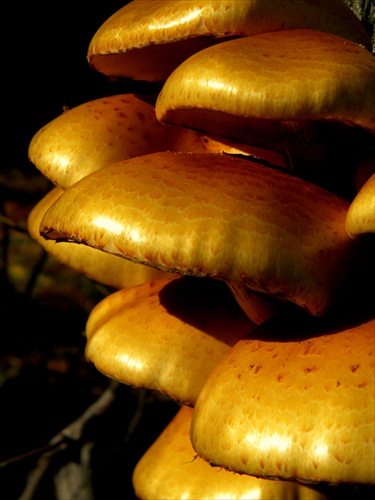 houbičky