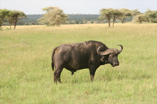 africke "buffalo"