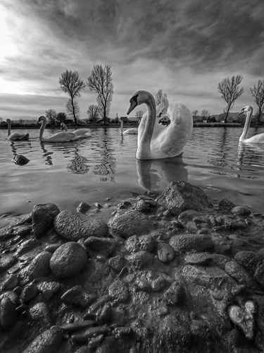 ...kráľovná jazera...👑🦢