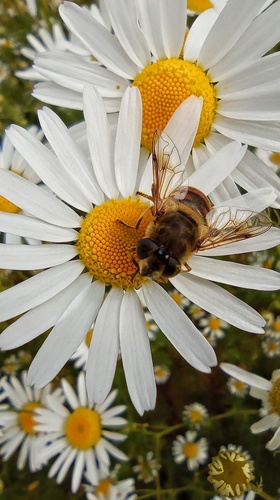 ...celodenná šichta 🐝