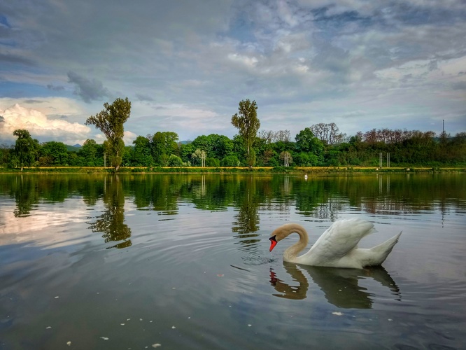 ...pekný víkend všetkým...🦢 