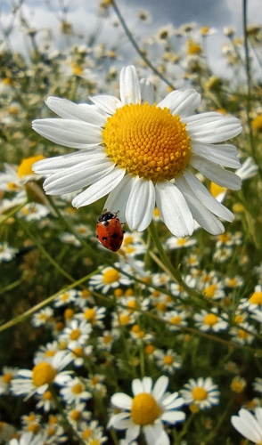 ...beruška 🐞