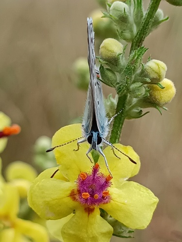 Modráčikové kuk 🦋