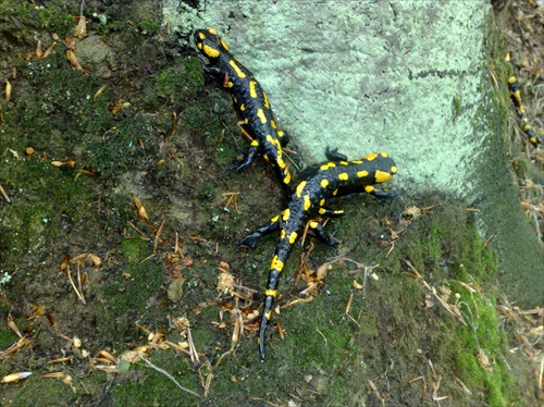 salamandry