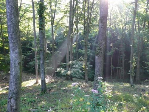 slnko v lese