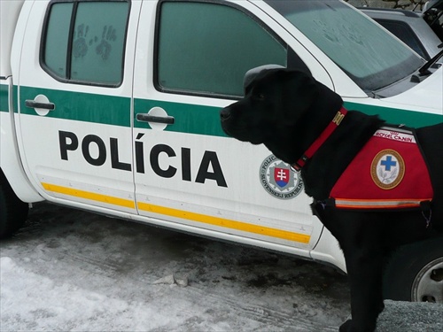 aj policajný pes mal výcvik