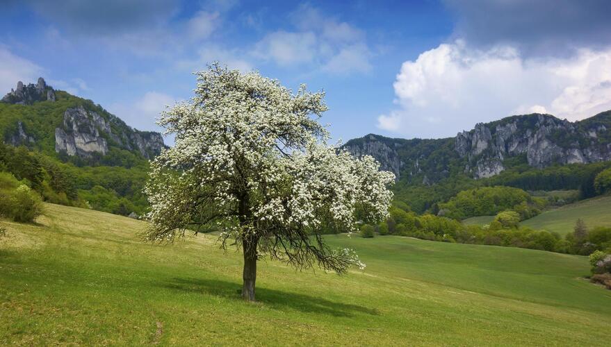 Jabloň