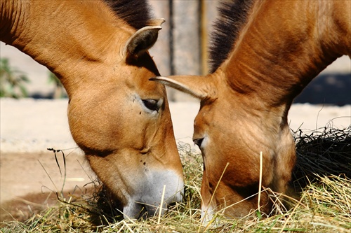 Equus przewalskii, špecialita Pražskej zoo