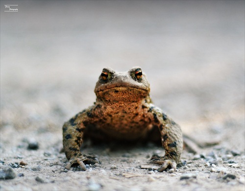 Hop!